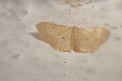 Idaea politaria