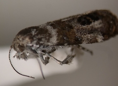 Neocaloreas multimarginata