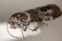 Neocaloreas multimarginata