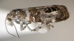 Neocaloreas multimarginata