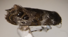 Neocaloreas multimarginata