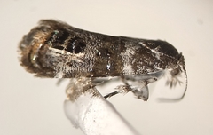 Neocaloreas multimarginata