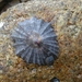 Giant Limpet - Photo (c) Daniel Erasmus, some rights reserved (CC BY-NC), uploaded by Daniel Erasmus