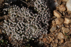 Helichrysum caespititium