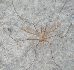Tipula