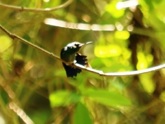 Saucerottia