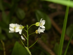 Cardamine dentata
