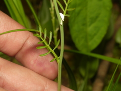 Cardamine dentata