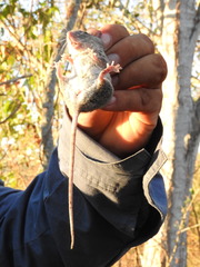 Peromyscus merriami