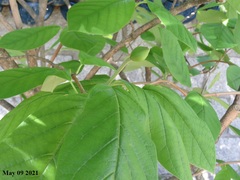 Magnolia sieboldii