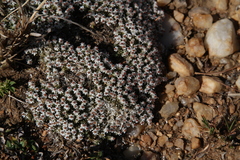 Helichrysum caespititium