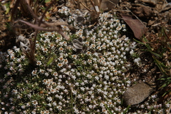 Helichrysum caespititium