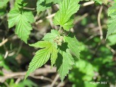 Rubus crataegifolius