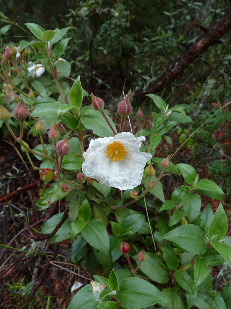 Jara de hoja de laurel