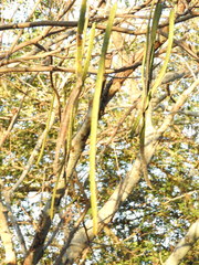 Selenicereus ocamponis