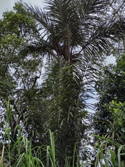 Astrocaryum murumuru