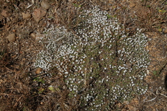 Helichrysum caespititium
