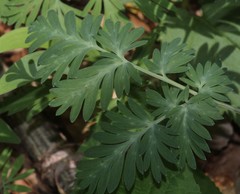 Dicentra canadensis