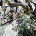 Helianthemum violaceum - Photo (c) aroche, algunos derechos reservados (CC BY), subido por aroche
