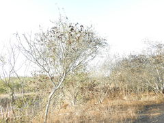 Microlobius foetidus