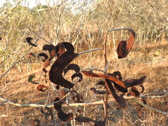 Microlobius foetidus