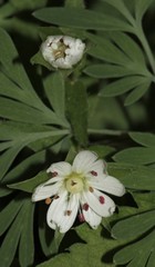 Stellaria pubera