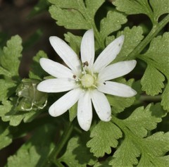 Stellaria pubera