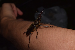 Lucanus maculifemoratus