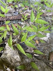 Oplismenus hirtellus setarius