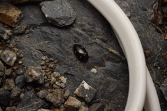 Platambus pictipennis