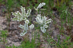 Polygonella americana