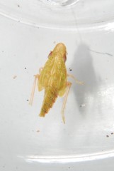 Pelitropis rotulata image