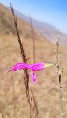 Salvia orbignaei