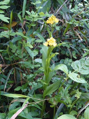 Cephalanthera falcata (Cephalanthera falcata)