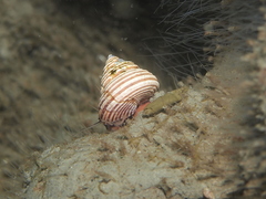 Calliostoma ligatum