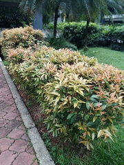 Syzygium myrtifolium
