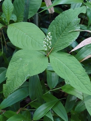 Chloranthus serratus