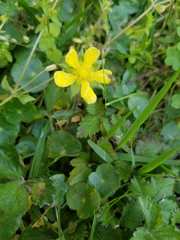 Potentilla indica