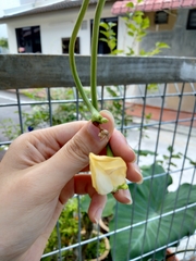 Vigna unguiculata sesquipedalis