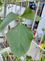 Vigna unguiculata sesquipedalis