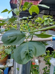 Vigna unguiculata sesquipedalis