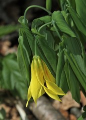 Uvularia