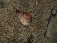Ectopleura marina image