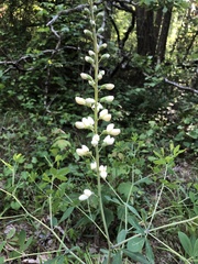 Baptisia alba macrophylla