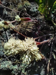Gomphrena fuscipellita