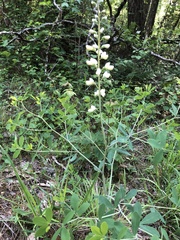 Baptisia alba macrophylla