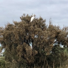 Ardea alba modesta