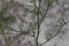 Polygonella americana