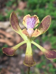 Encyclia parviflora