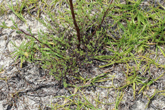 Polygonella americana